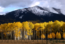 Aspens at the Peaks 0176